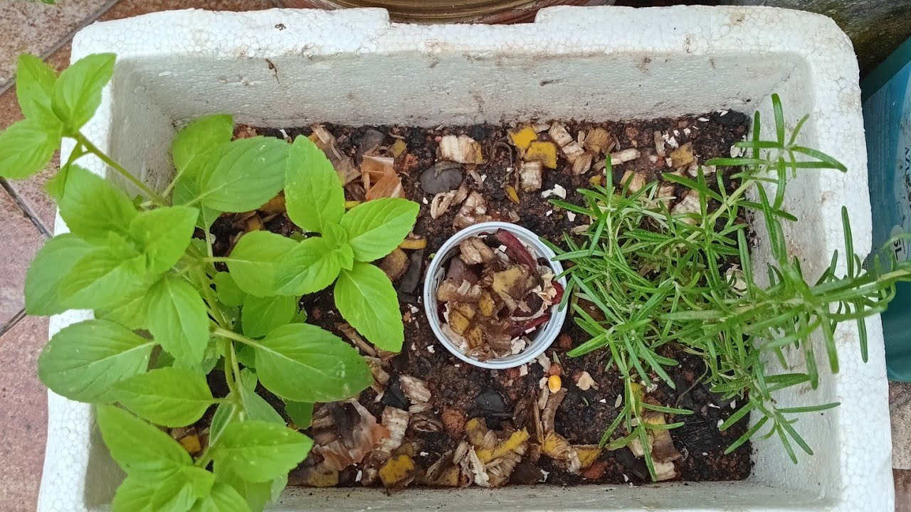 Plantando vaso de temperos e fazendo uma Composteira