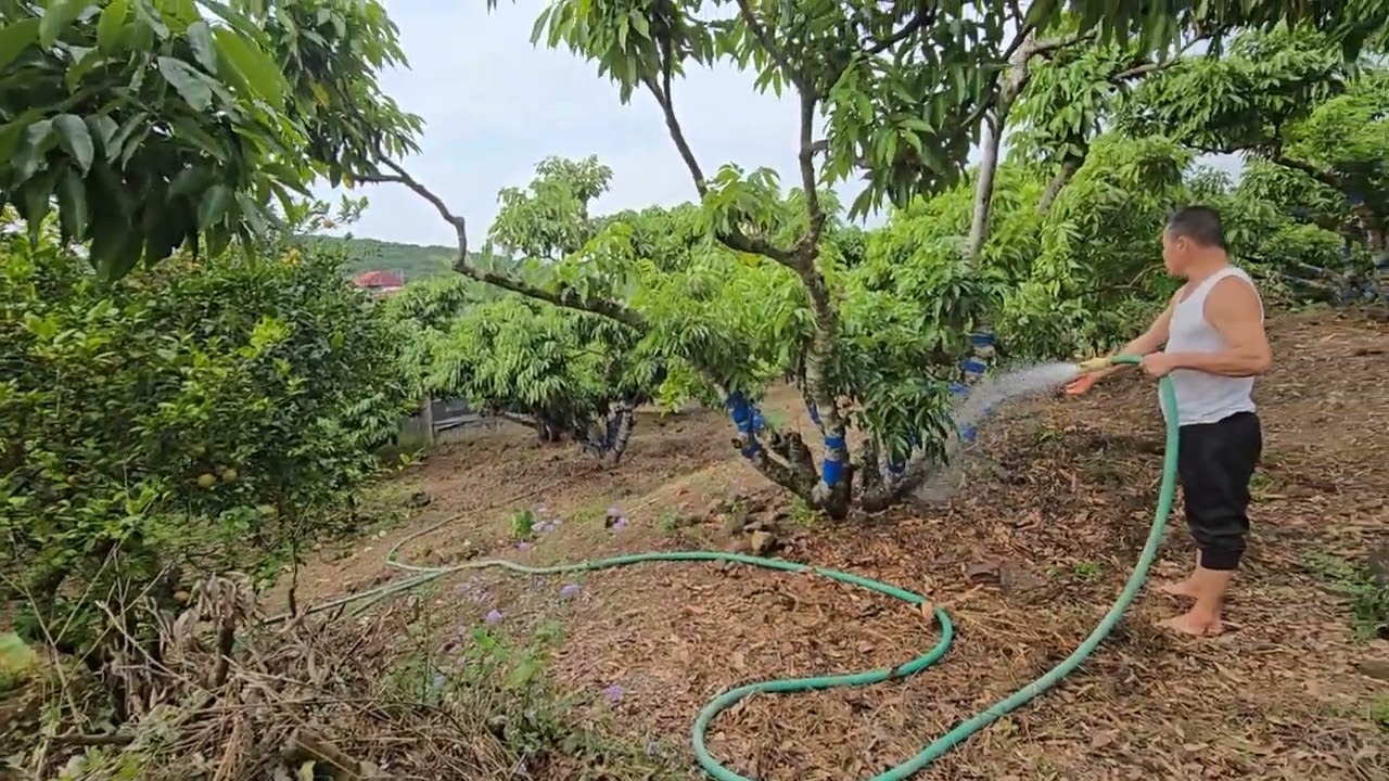 KÍCH HOA VẢI THIỀU LỤC NGẠN I NÚI ĐỒI LỤC NGẠN