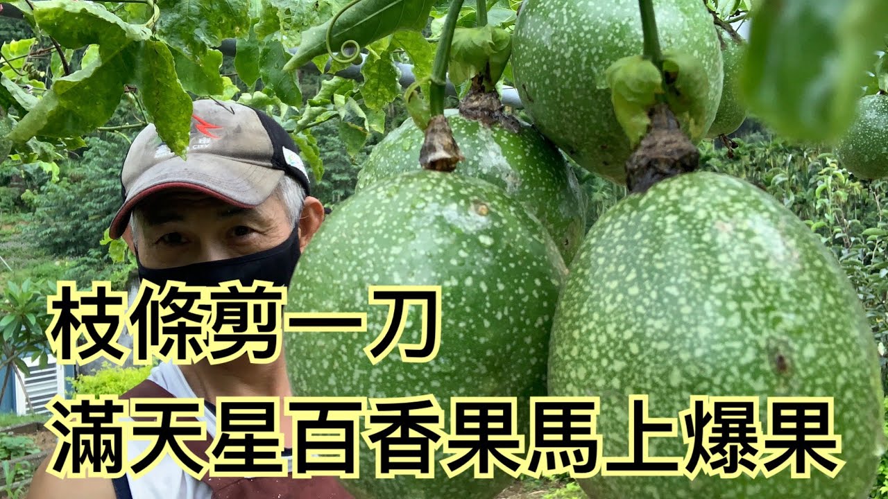 【鴻園小菜園】如何透過修枝讓滿天星的百香果高產, 做法很簡單, 只要剪一刀