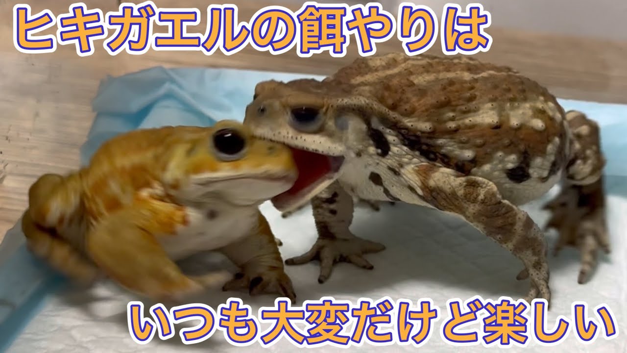 ヒキガエルの餌やりはいつも大変だけど楽しい