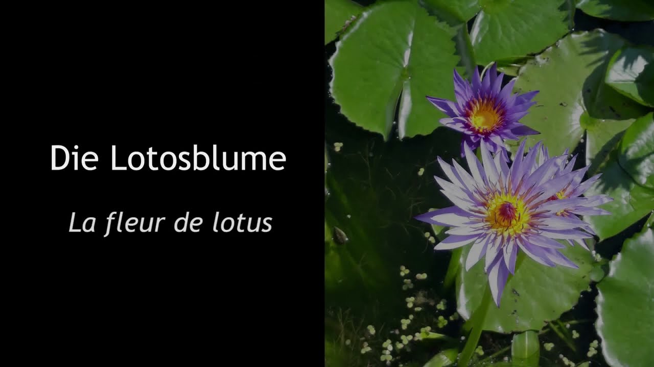 Robert Schumann: Die Lotosblume