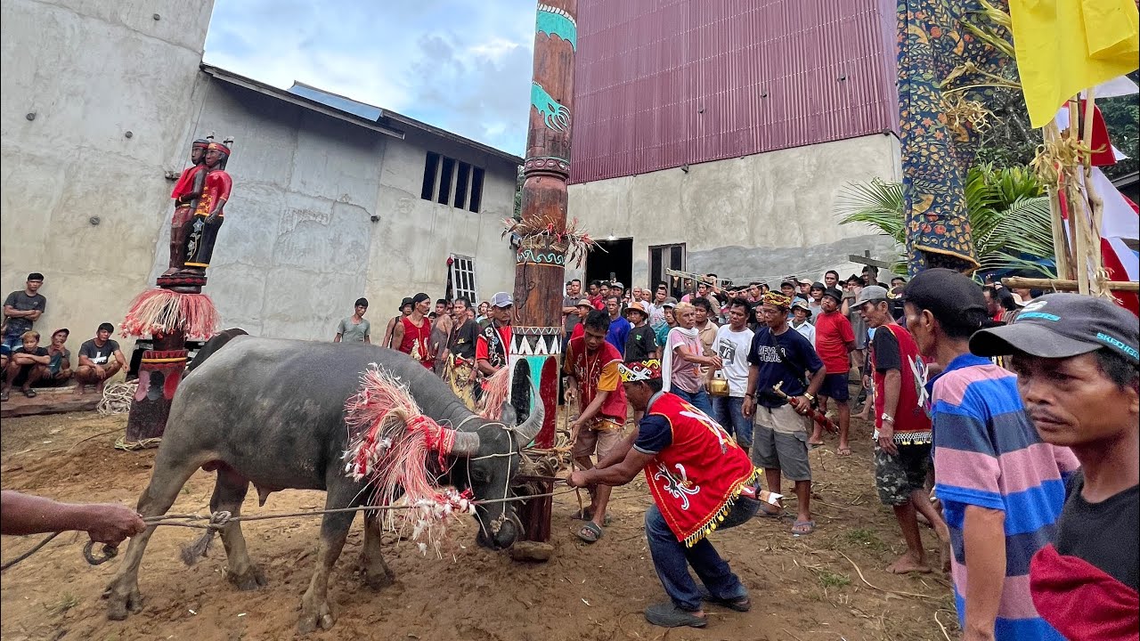 Dallo’/Tiwah suku Uut Danum di desa Patih Jepara