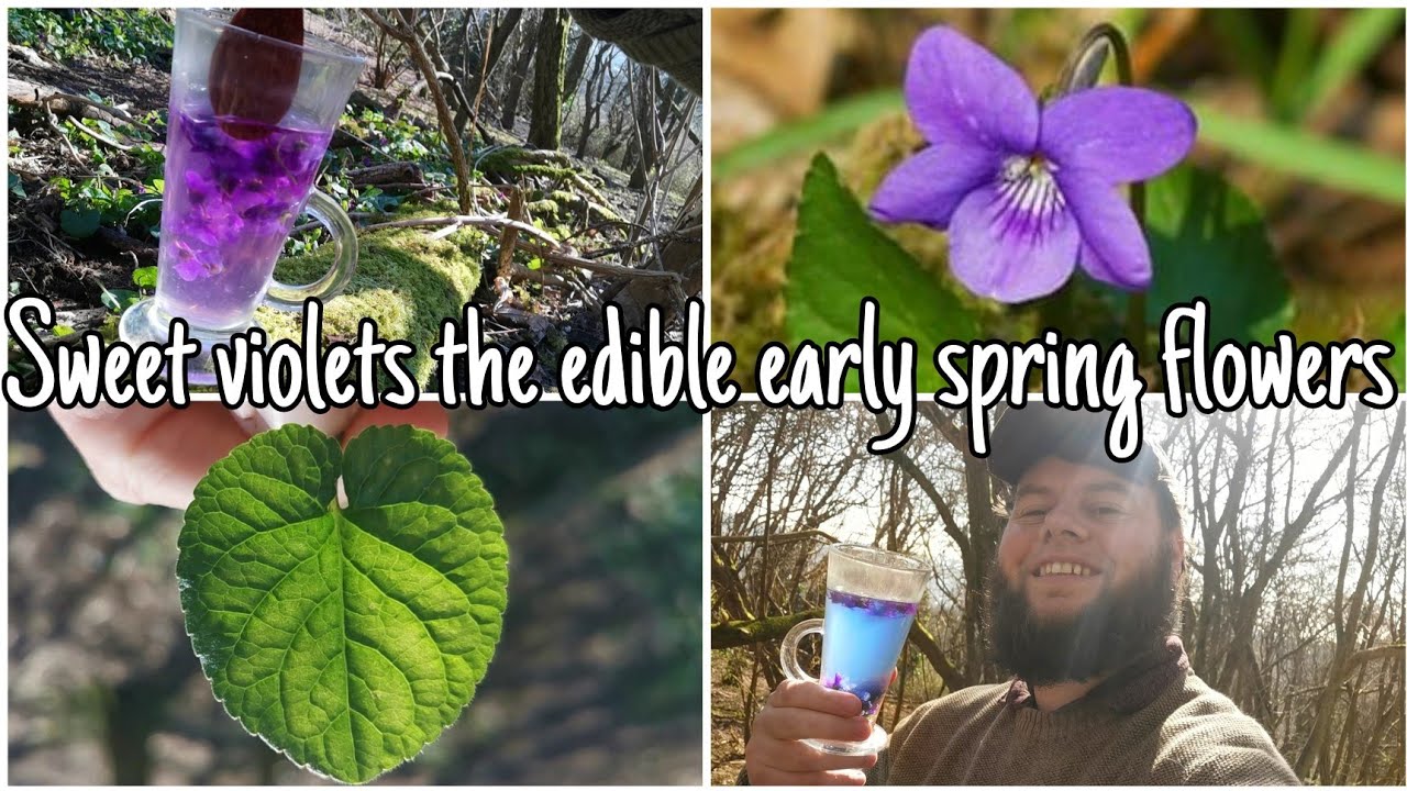Sweet Violets: The Edible Spring Flowers 🌸 (Viola odorata)
