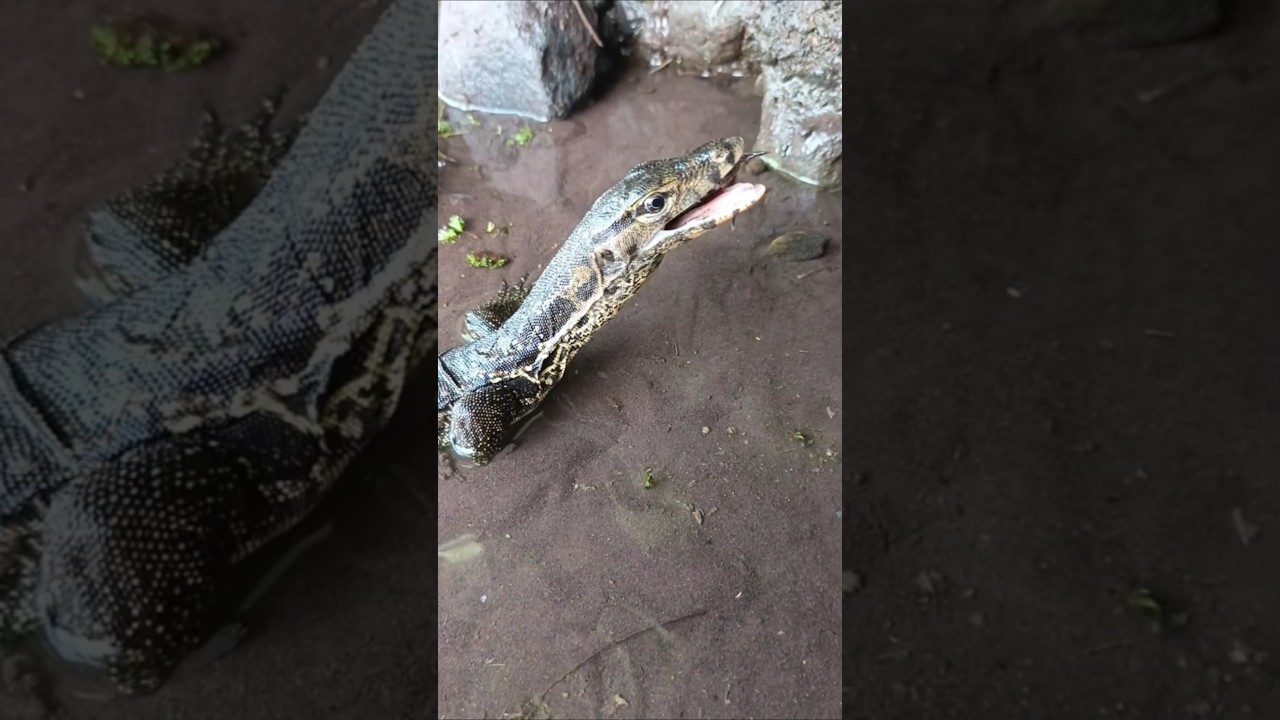 How to catching snakehead - fishing chunda - SNAKEHEAD FISH 