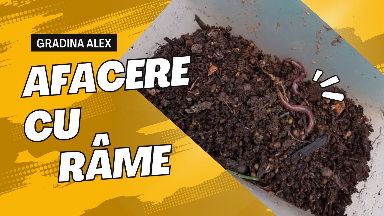 Afacere cu Rame Californiene  Ferma de rame Cum faci humus si cum schimbi ramele 4k video zilnic