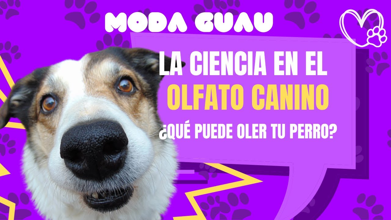 La Ciencia del Olfato Canino: ¿Qué Puede Oler Tu Perro?