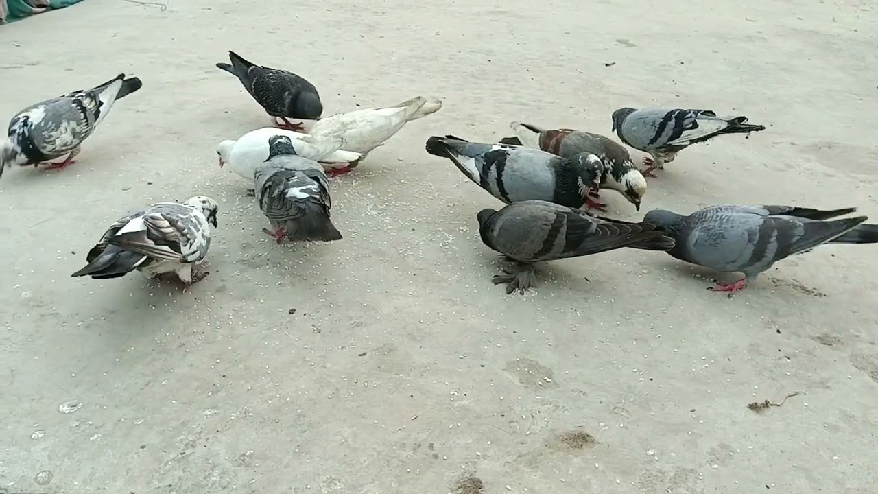 एकादशी कबूतर वीडियो 🕊️🕊️