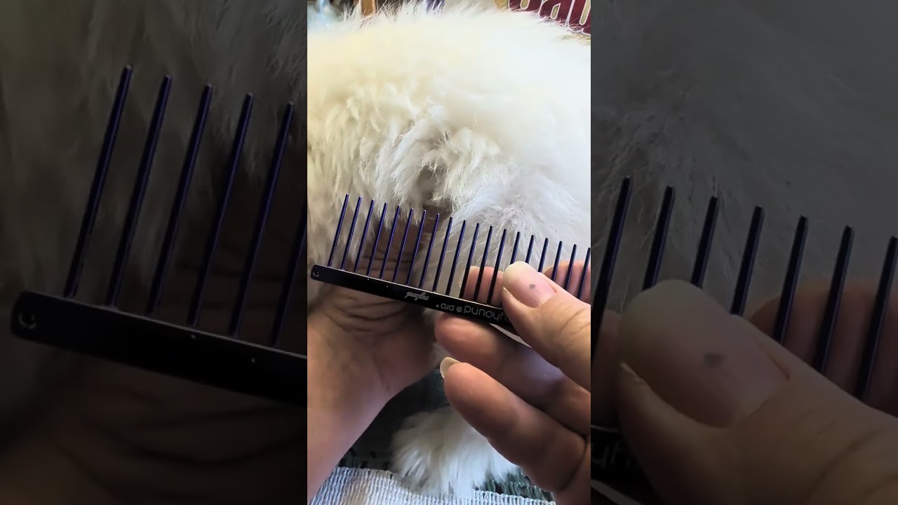 An extra video talking about puppy tools 2/27/26