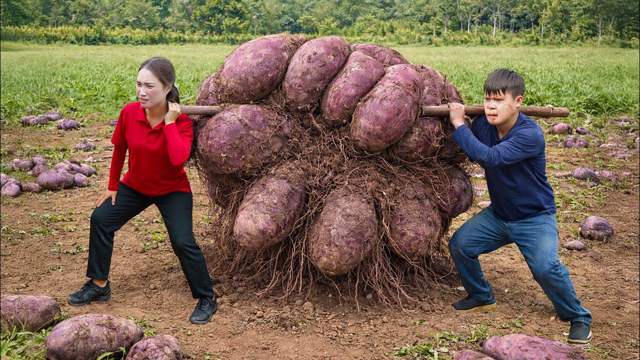 Harvesting Giant Purple Yams | Traditional Stewed Yams Sold Out Fast at Village Market