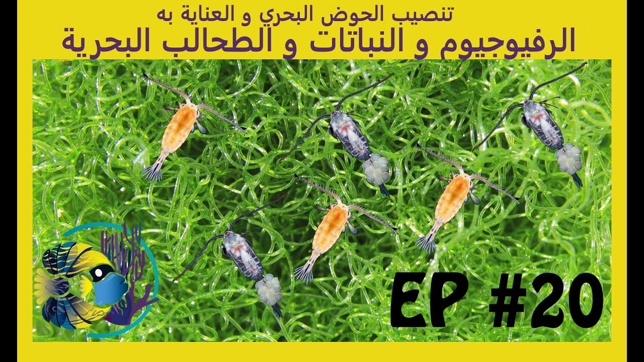 #20 تنصيب الحوض البحري و العناية به - الرفيوجيوم و النباتات و الطحالب البحرية