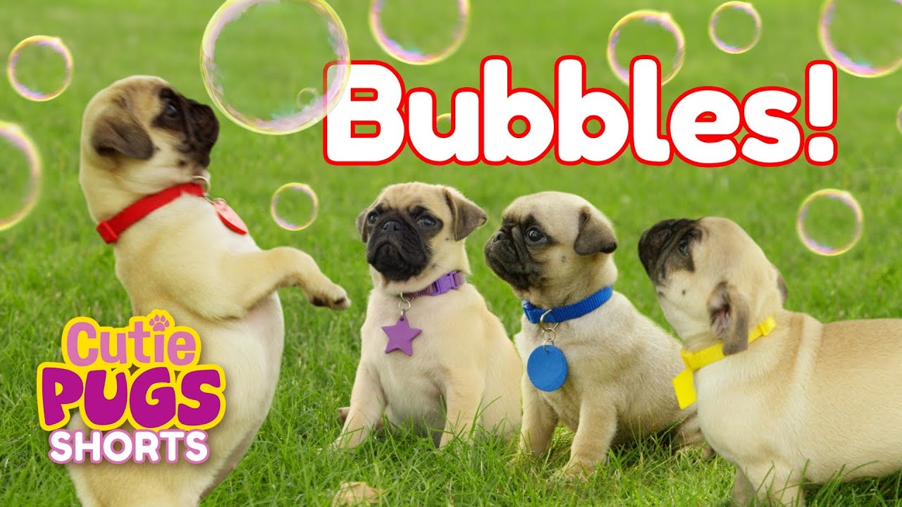 Bubbles🫧 | Cutie Pugs🐶 | Animals for Kids🐾