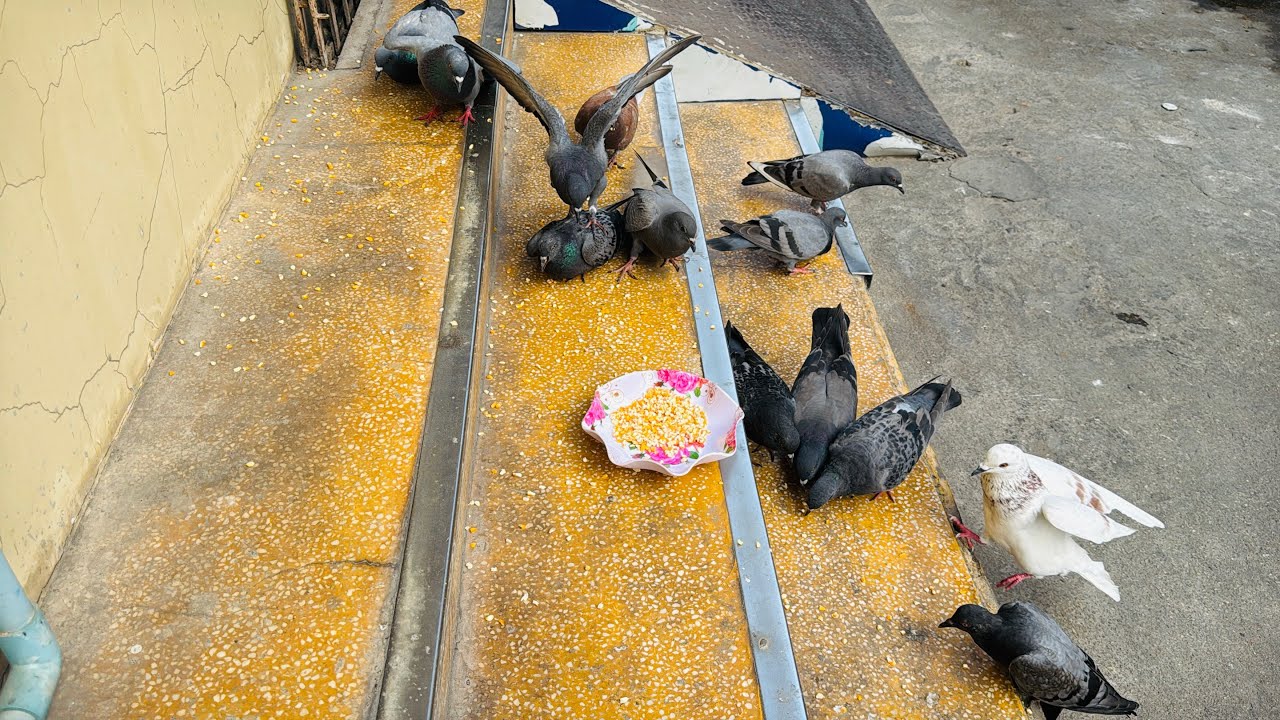 Many pigeons are feeding.