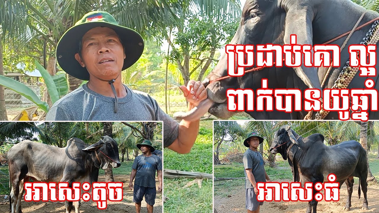 បើគោបាប្រដាប់ល្អ ពាក់បានយូឆ្នាំ ពូជគោអាសេះតូច អាសេះធំ 097 813 0846  || បទសម្ភាស