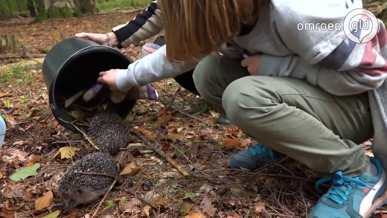 Gelderland helpt -  Egelopvang