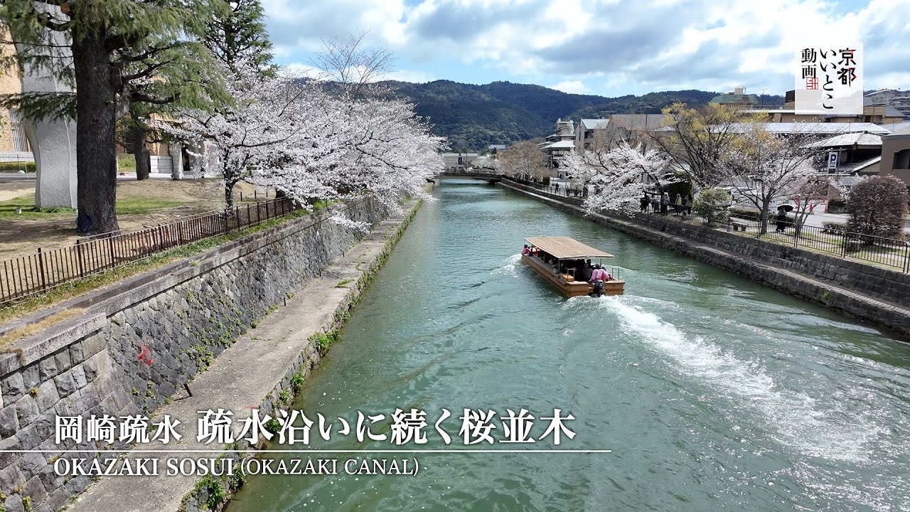 岡崎疏水 疏水沿いに続く桜並木 / Okazaki Sosui (Okazaki Canal) / 京都いいとこ動画