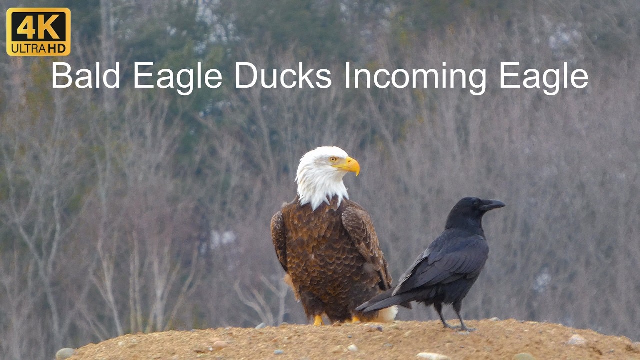 Bald Eagle Ducks Incoming Eagle | Ravens and Wind on the Sandhill
