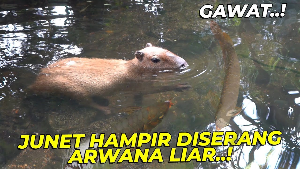 CAPYBARA NYELAM DI KOLAM AVIARY..