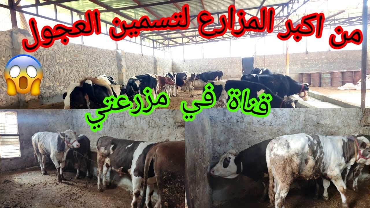 أكبر المزارع لتسمين العجول مزرعة المربي محمود صطيف ابو احمد لتواصل 994408588064+