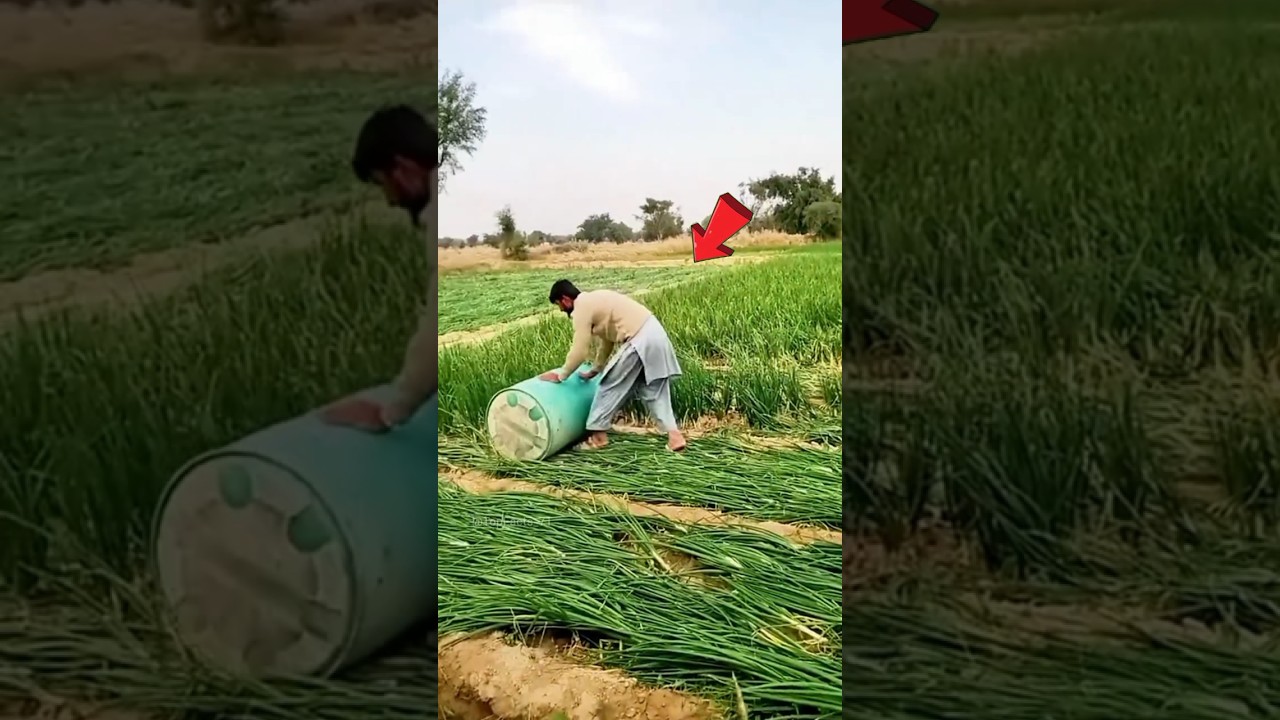 Why are farmers suppressing Onion plants?