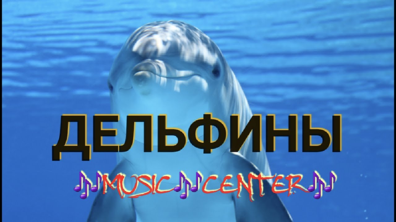 ДЕЛЬФИНЫ PREMIERE MUSIC CENTER 4k video music