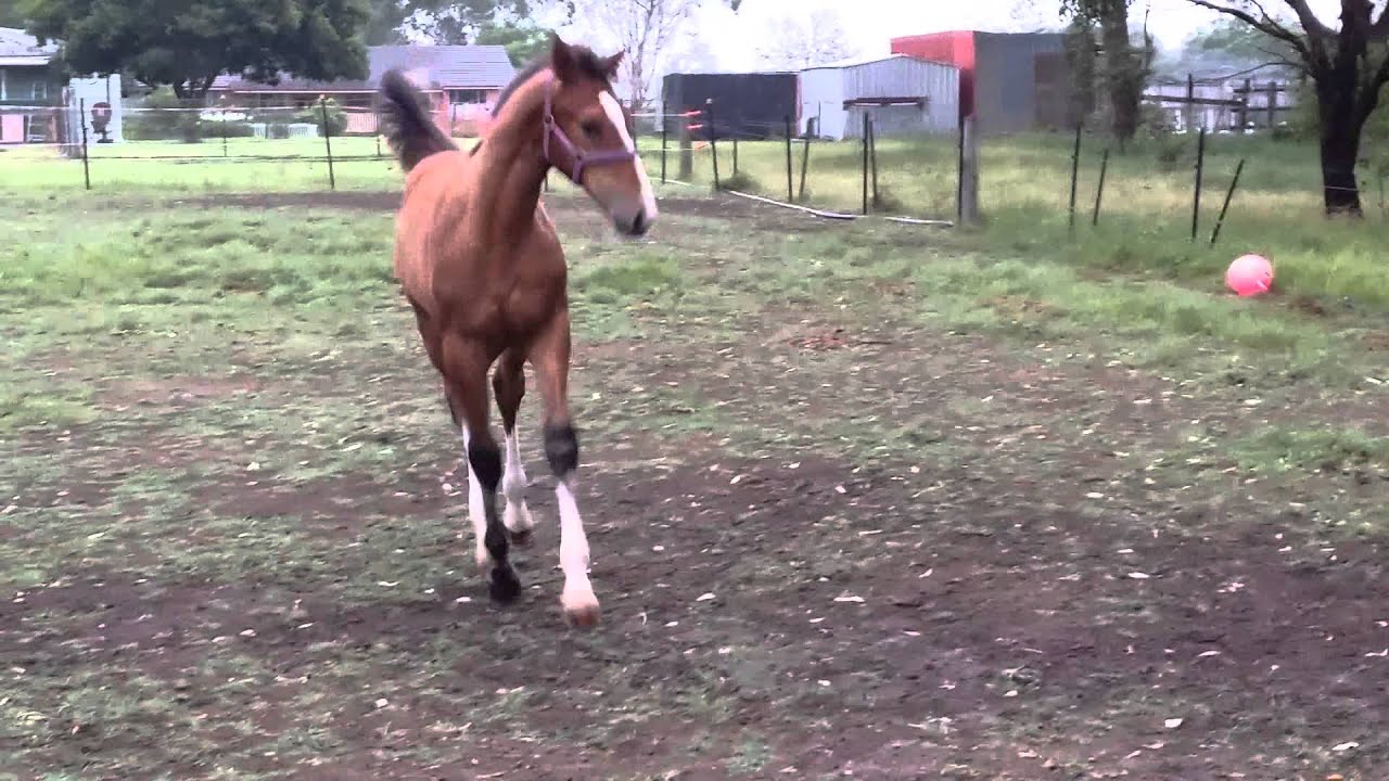 Gypsy clydesdale x thoroughbred