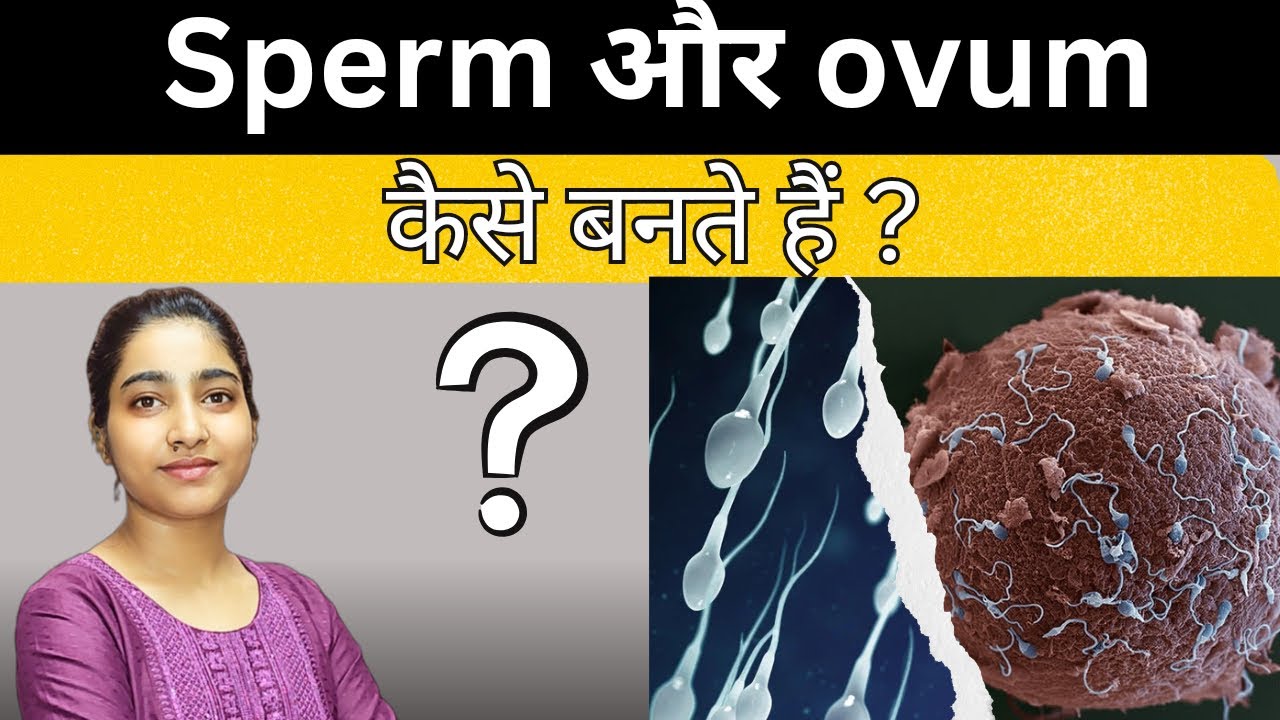 Fundamental of reproduction |gynaecology and obstetrics |Alka Thakur |