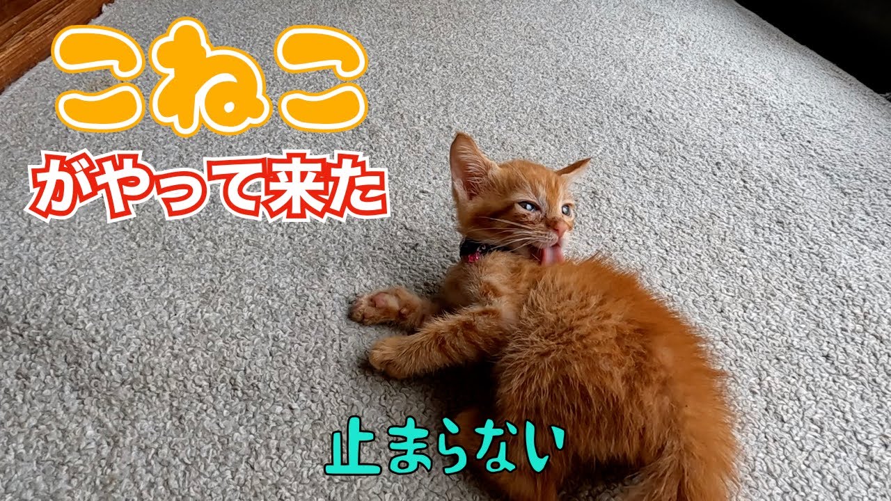 子猫がやって来た‼️😊　　「止まらない」
