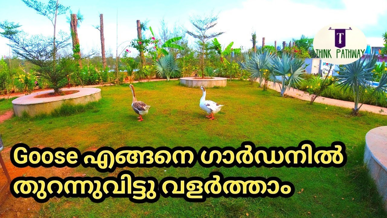 Goose farming at garden