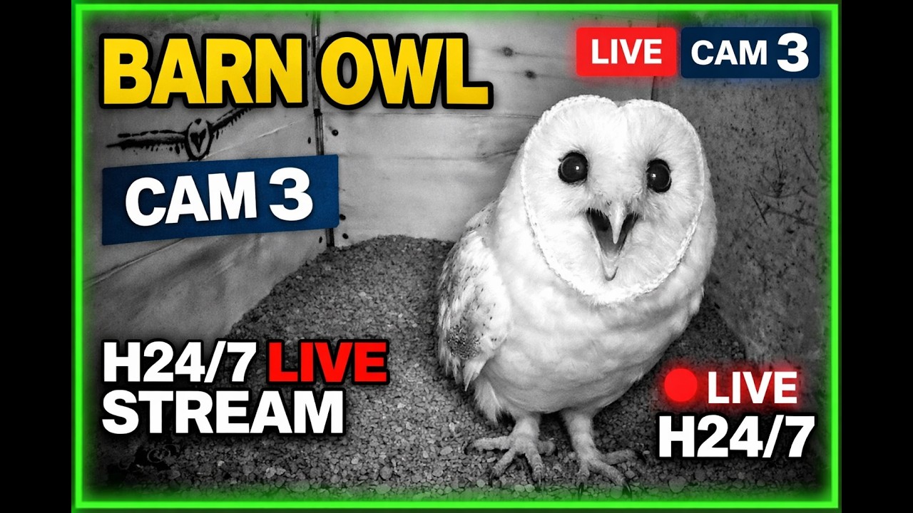 LIVE Barn Owl -Cam3 Live H24  - Barbagianni -MCBI - University of Nature - Italy