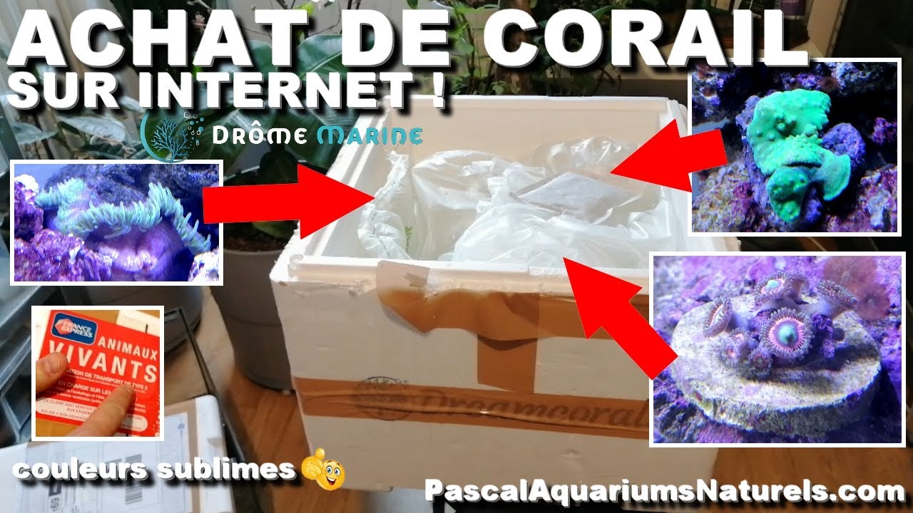 Commande CORAIL par internet ! Coraux couleurs ULTRA sur dromemarine.com - Pascal Aquariums Naturels