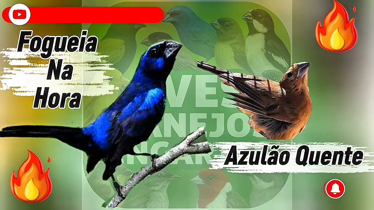 Esquenta de Azulão 