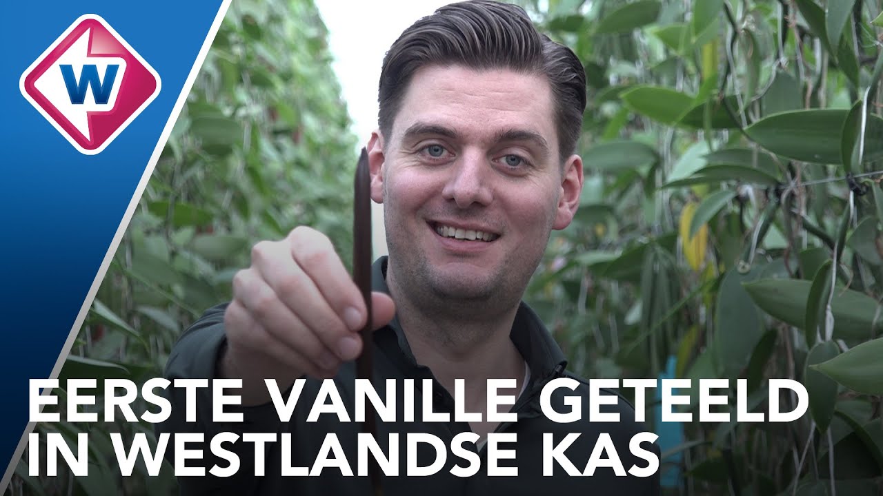Wereldprimeur: eerste vanille geteeld in Westlandse kas - OMROEP WEST