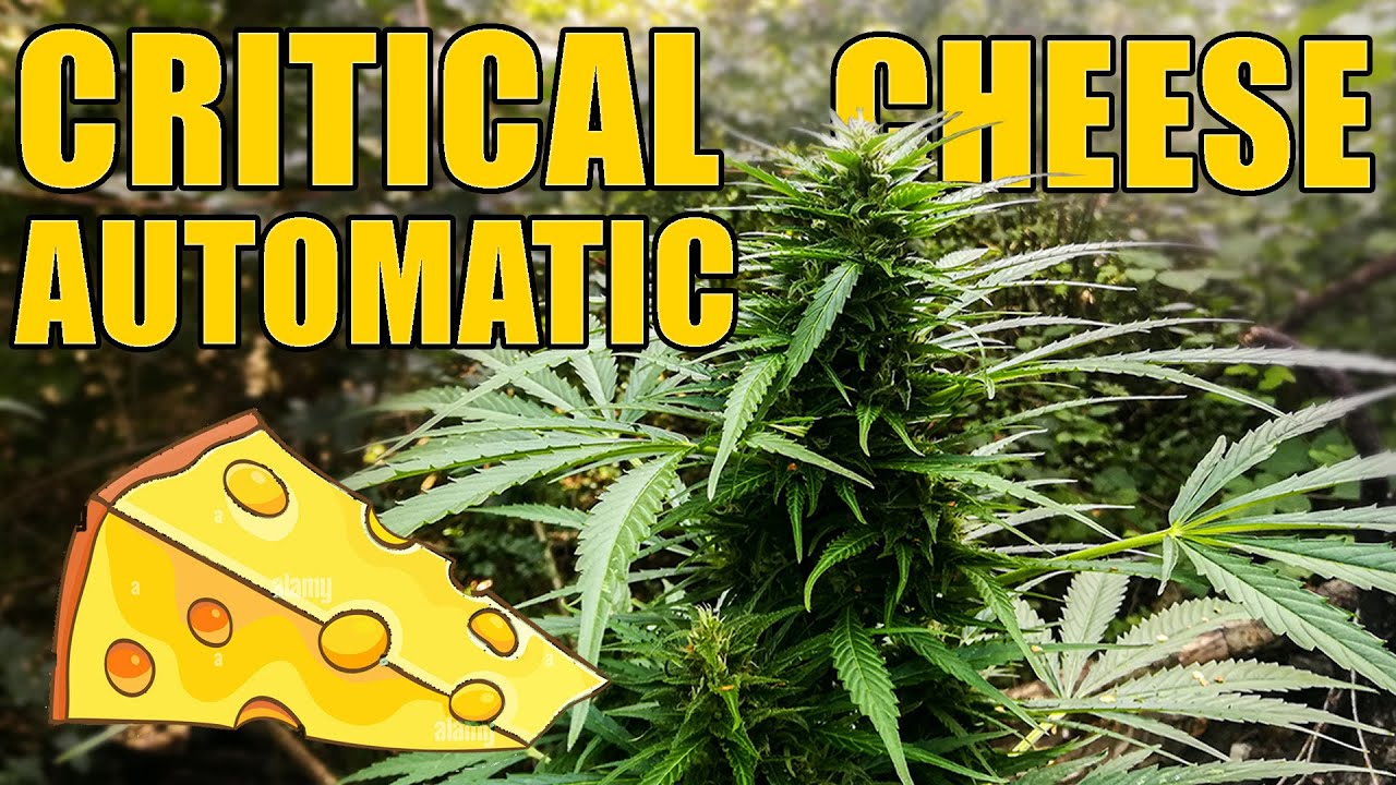 Critical Cheese Autoflower - From Seed to Harvest