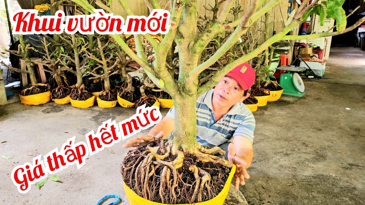A. Minh 📲 0339417719 khui vườn mới mai giảo Thủ Đức đế Vip giá rẻ 1/3 (@MaivàngQuêdừa)
