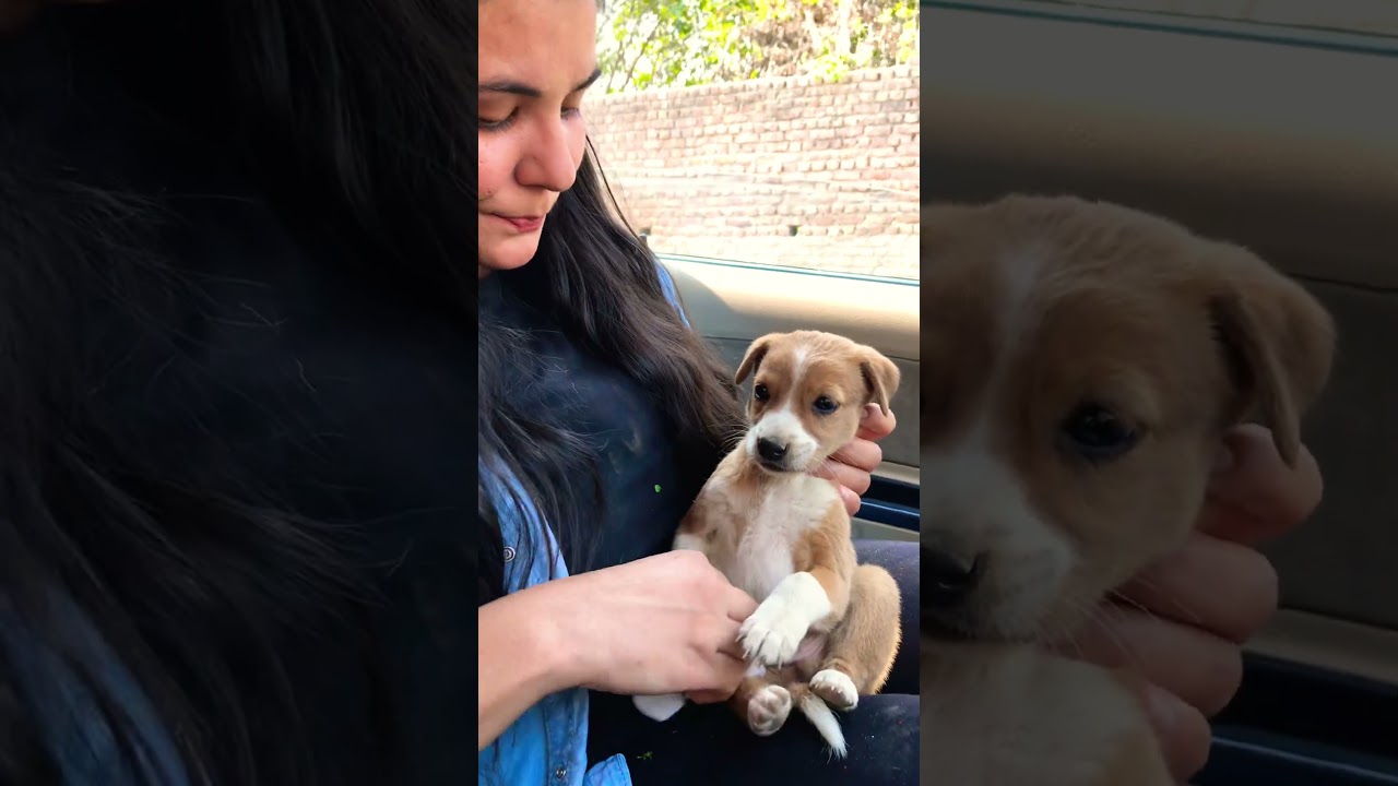 Kyo racing ho rahee thee #puppy #puppies #dog #dogs #dogmom #doglover #doglovers #shorts