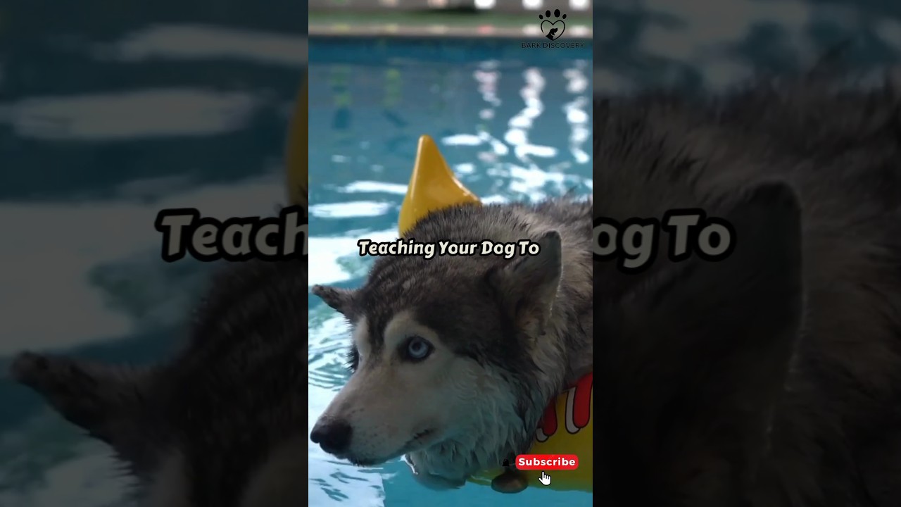 Teaching Your Dog To Swim For The First Time