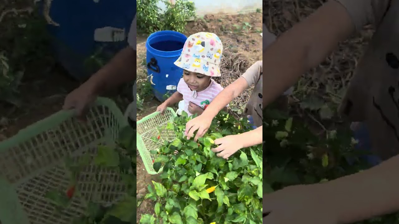 FULL VIDEO KAKAK & ADEK PANEN‼️😍  #fypyoutube #viral #panen 