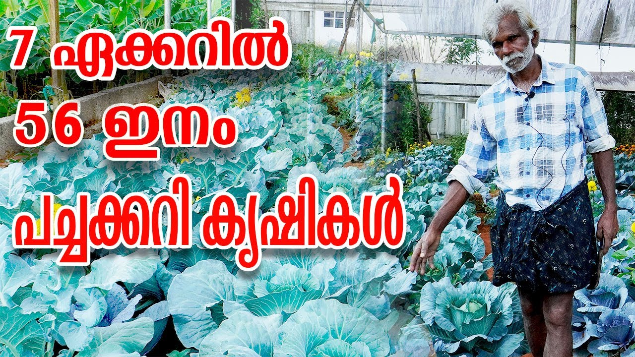 7 ഏക്കർ പച്ചക്കറി കൃഷി തോട്ടത്തിൽ 56 ഇനം വിളകളുടെ അത്ഭുതം | Farming malayalam 
