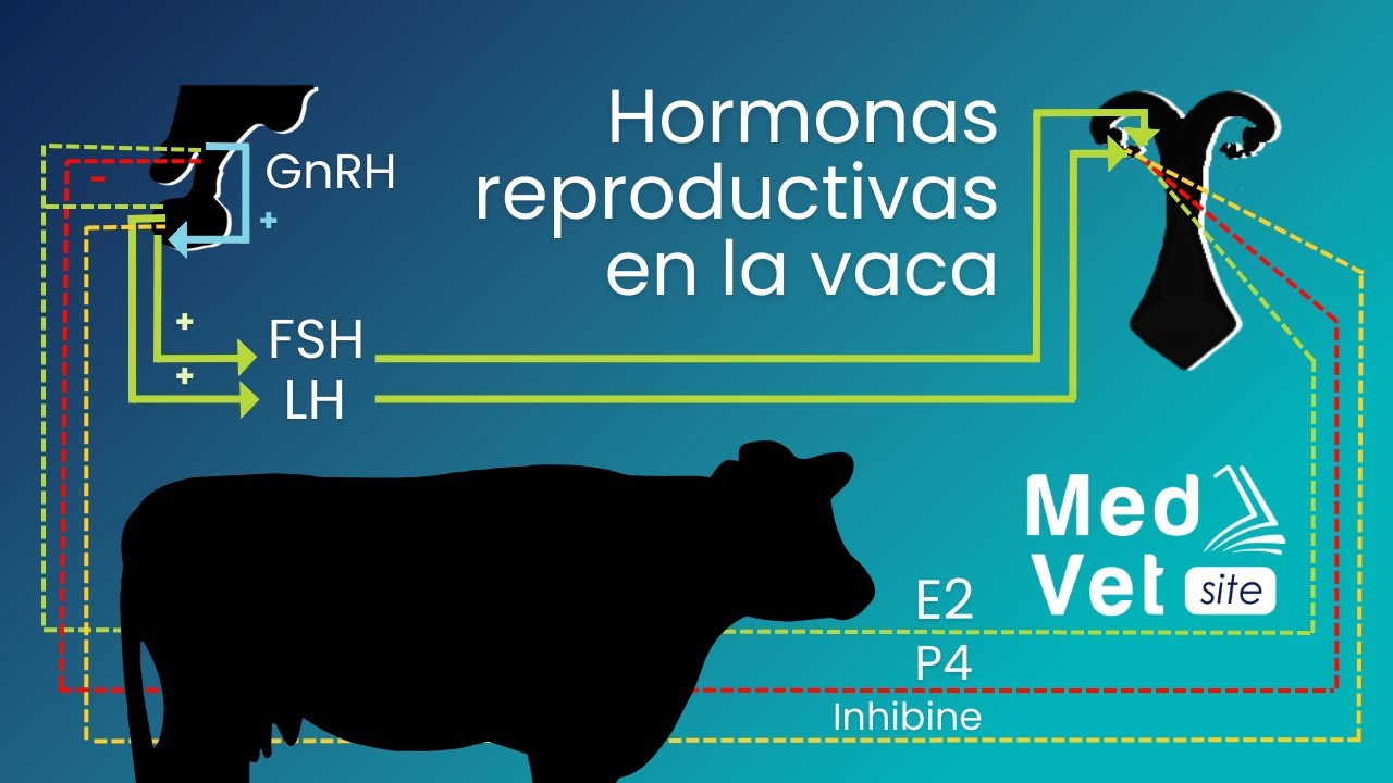 Hormonas Reproductivas en la Vaca