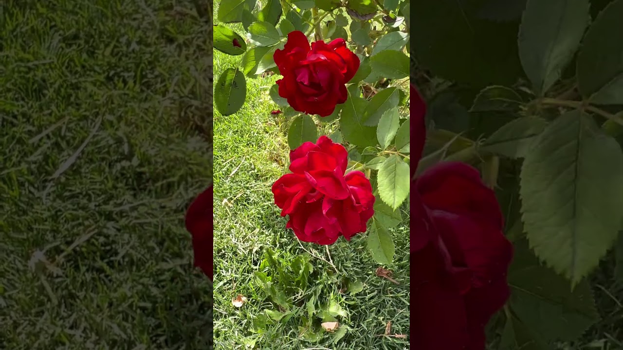 Jiggly pair of roses