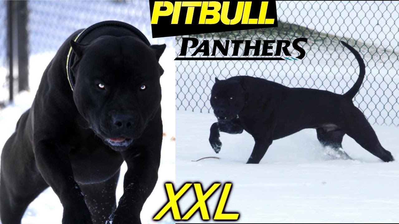el PITBULL PANTERA, el resultado es impresionante
