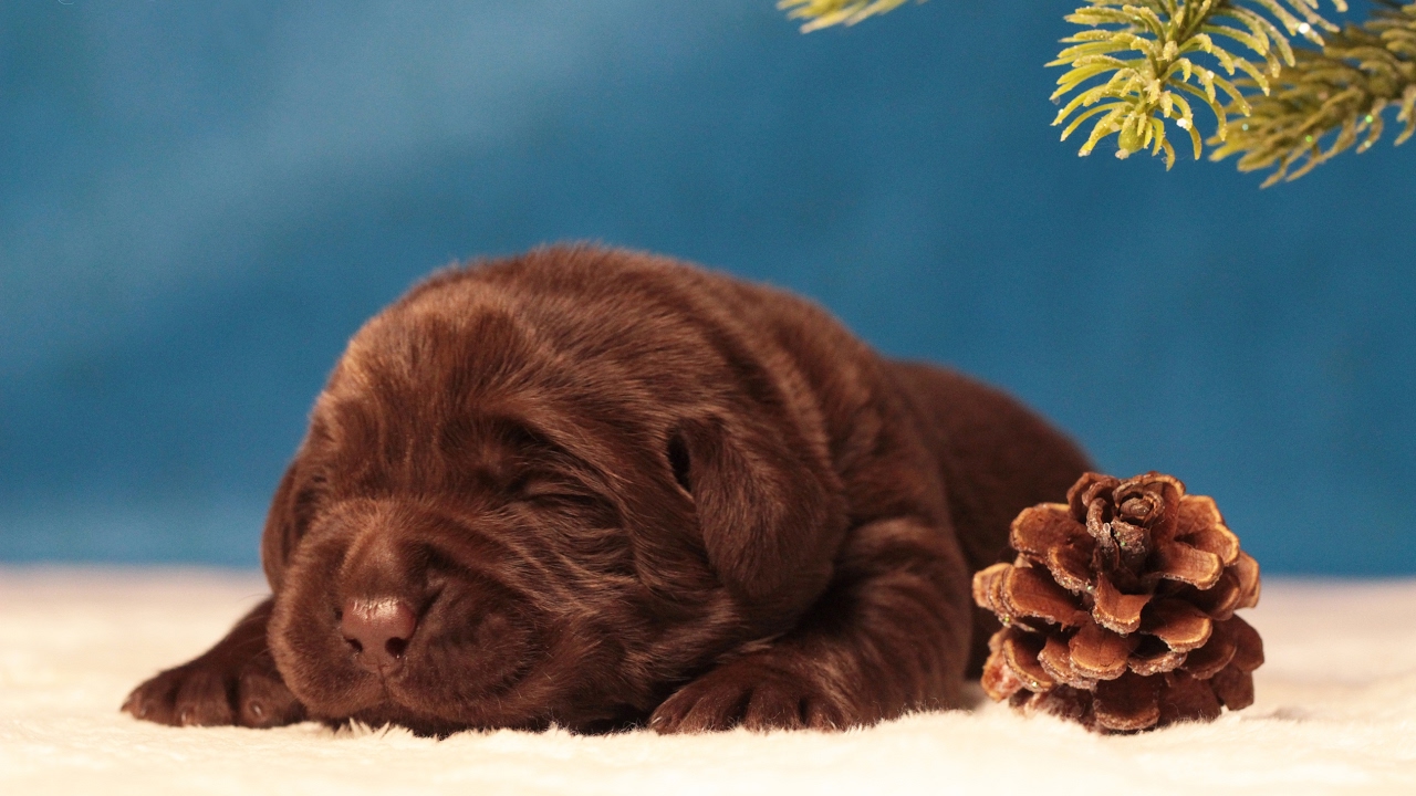 Puppies in kennel Edel Perle from Poland. Labradors - 5 weeks