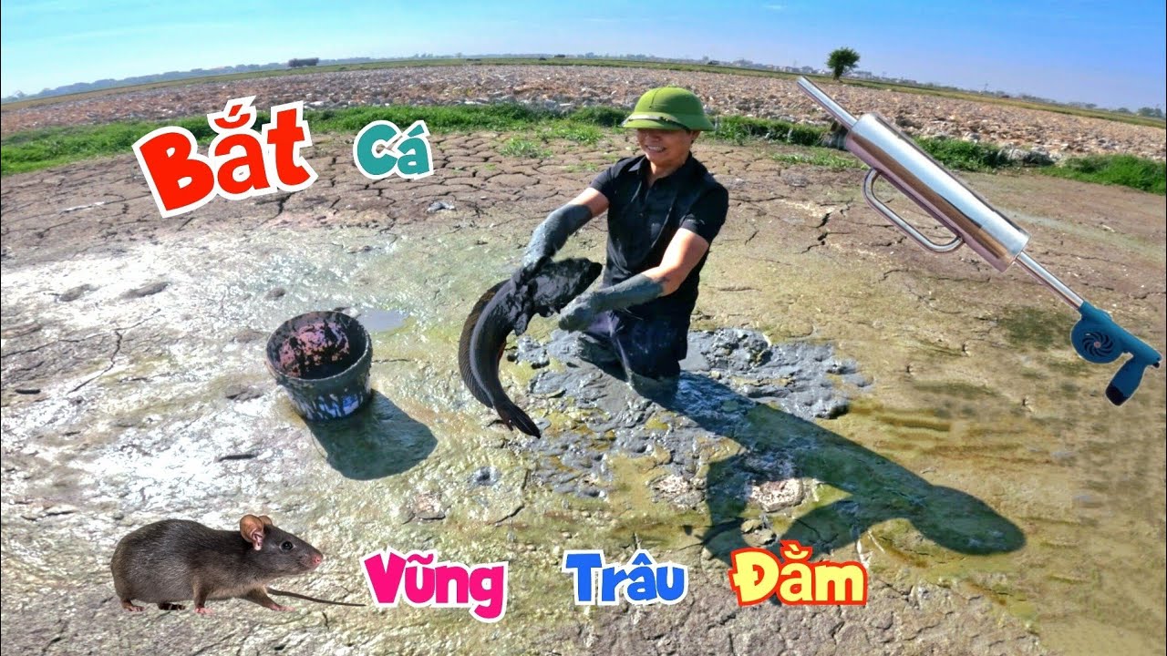 Thử Mua Máy Hun Chuột Và Đi Đào Trạch - Bất Ngờ Vớ Được Ổ Cá Xộp Trong Vũng Trâu Đằm / Quế Nghịch