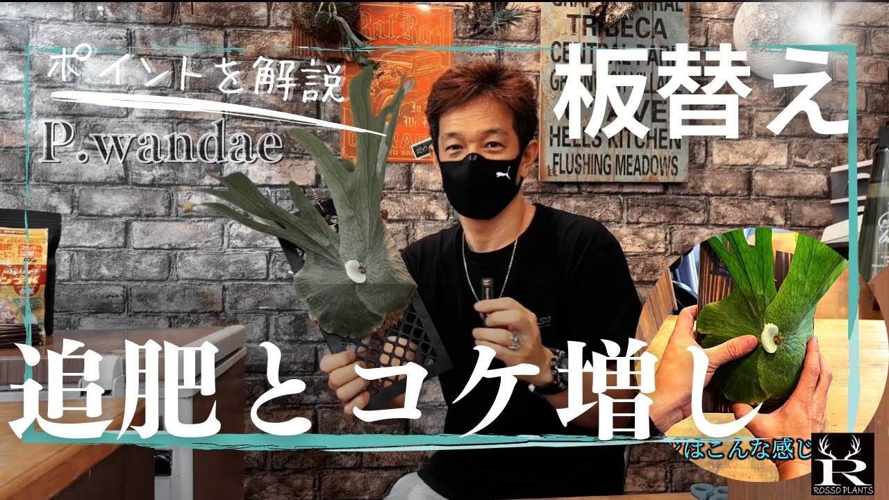 【板替え】P.wandae板替えの方法/板付け/苔増し/追肥