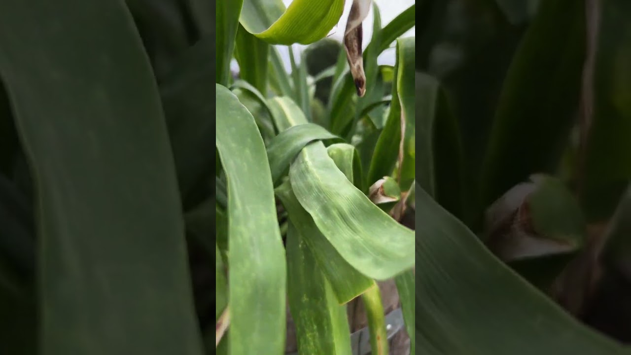 Agapanthus hat Wolll&auml;use😨