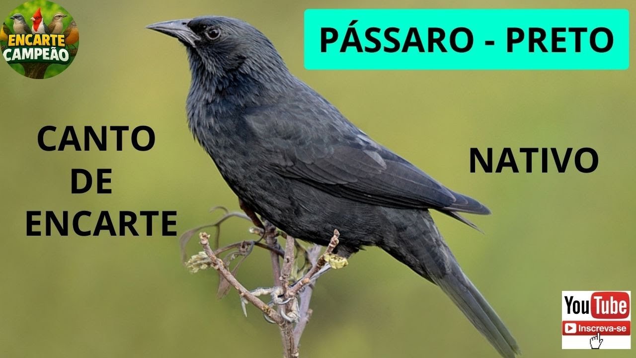 CANTO PASSÁRO PRETO CANTO MATEIRO ENCARTE CAMPEÃO
