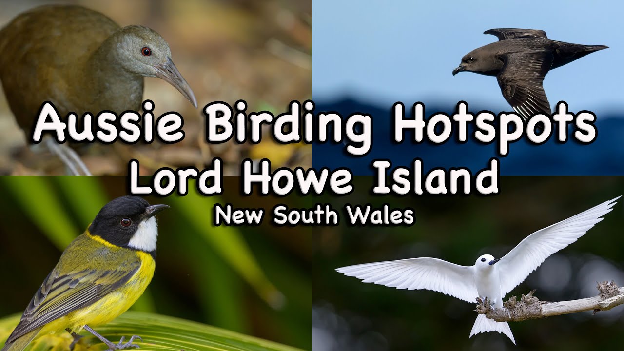 Aussie Birding Hotspots - Lord Howe Island
