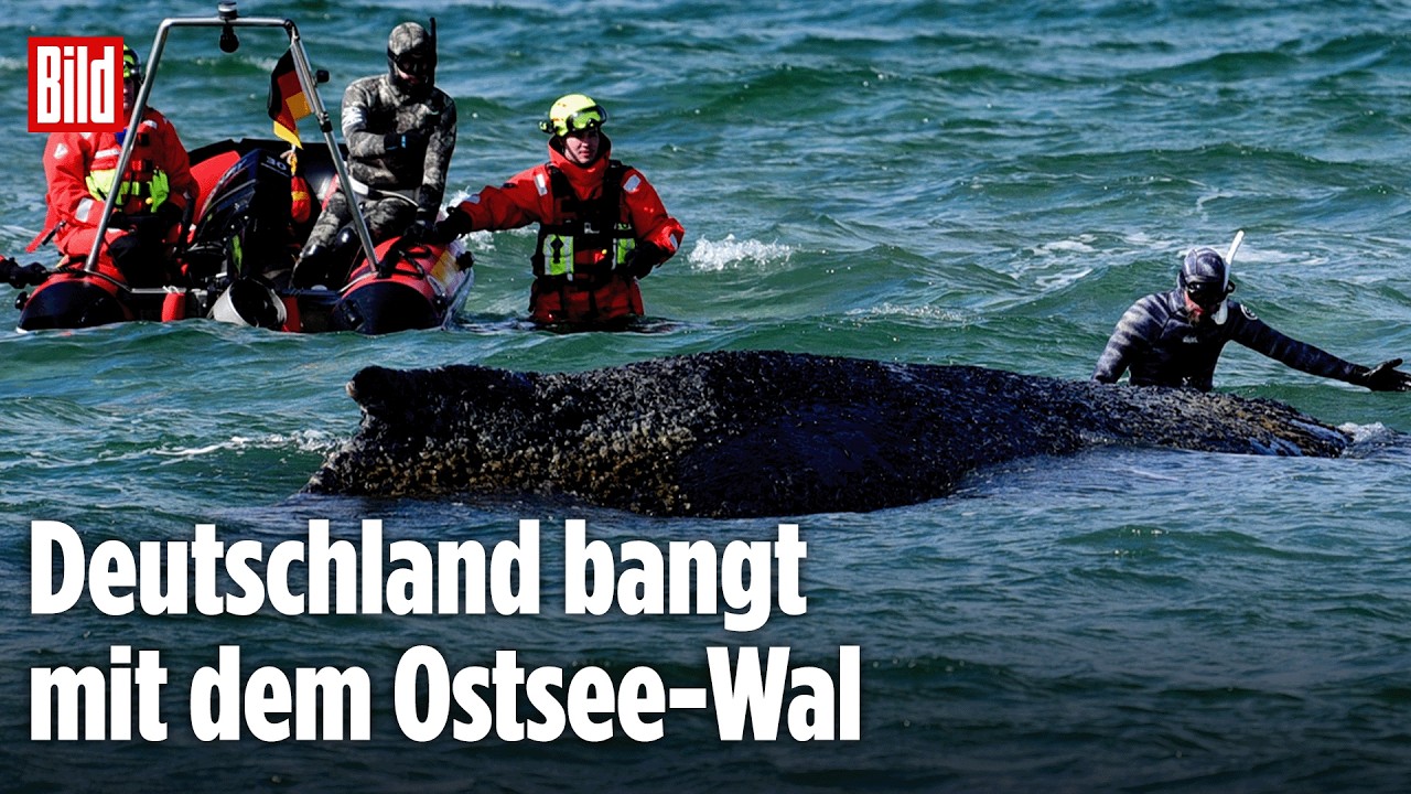 TIMMENDORFER STRAND: Gestrandeter Buckelwal! Ostsee-Drama! Neue Rettungsaktionen laufen! JETZT LIVE