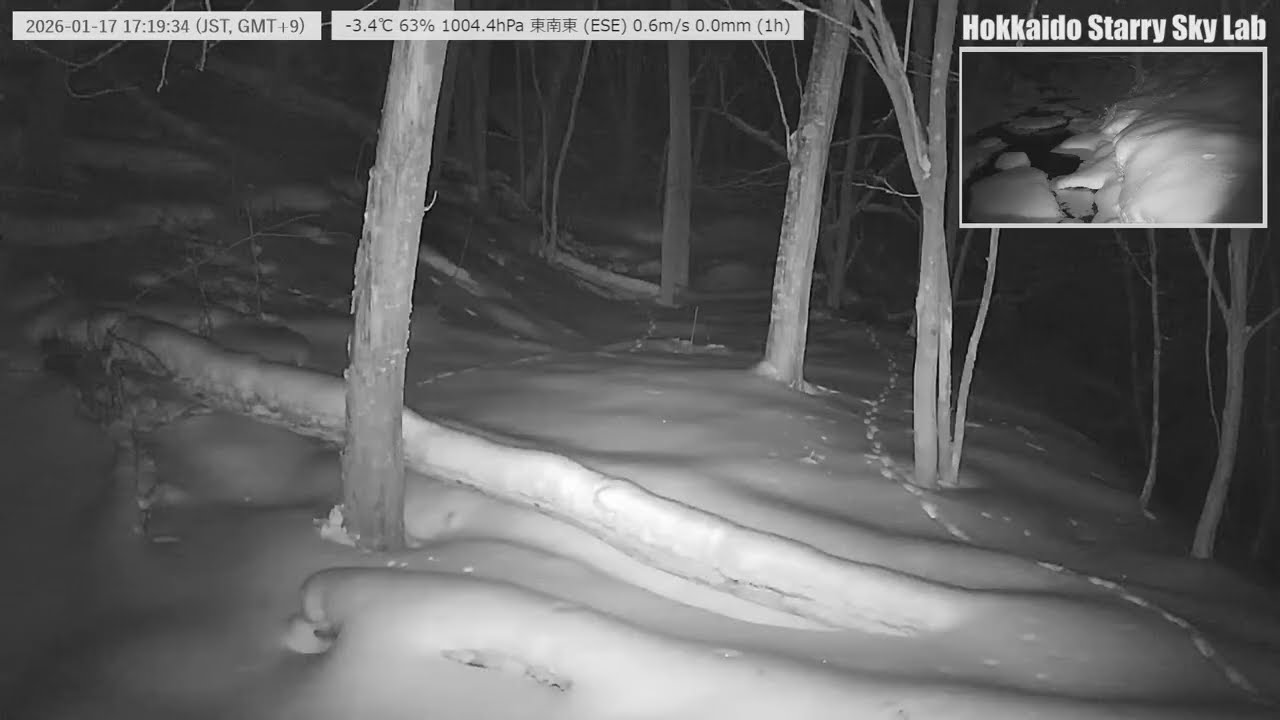 【2026/01/17-2】🐦北海道の沢と野鳥の声｜癒しの自然音ライブ｜Stream & Birds Sound