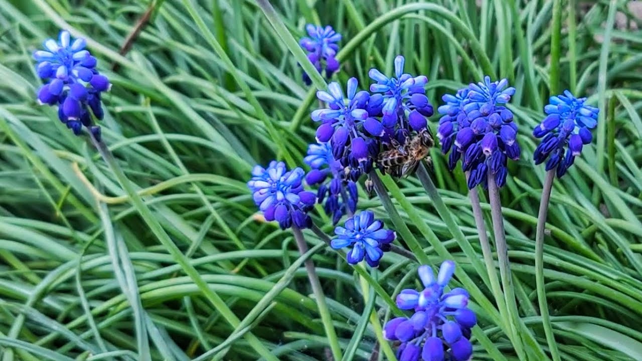 Zambila struguraș- Muscari, sfaturi de &icirc;ngrijire 💜